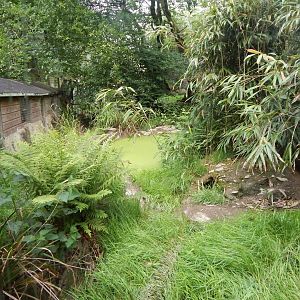 Bush dog enclosure 050625