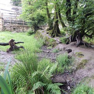 Bush dog enclosure 050625