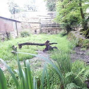 Bush dog enclosure 050625