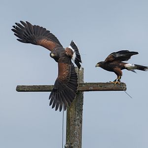 Harris's Hawks, ZSL Whipsnade, UK