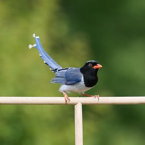 Red Billed Blue Magpie, ZSl Whipsnade, UK