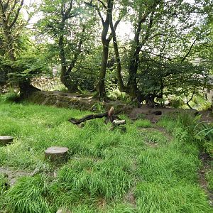 Bush dog enclosure 050625