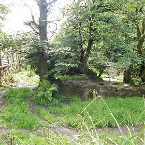 Bush dog enclosure 050625