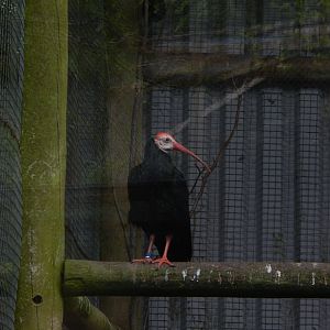 Southern bald ibis 050625