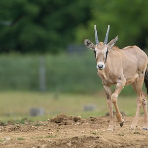 Juvenile Gemsbok, ZSL Whipsnade, UK