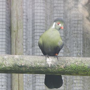 White-cheeked turaco (ssp. leucotis) 050625