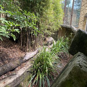 South African bat-eared fox enclosure 050625
