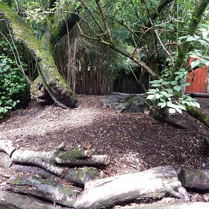 South African bat-eared fox enclosure 050625