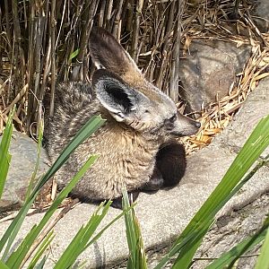 South African bat-eared fox 050625