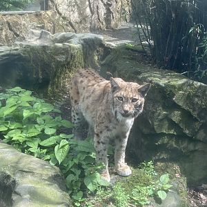 Carpathian lynx 050625