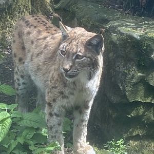 Carpathian lynx 050625
