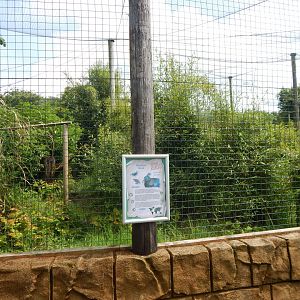 Shoebill aviary 050625