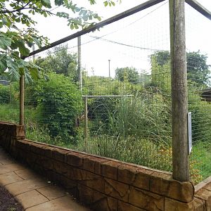 Shoebill aviary 050625