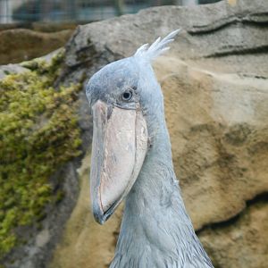 Shoebill 050625