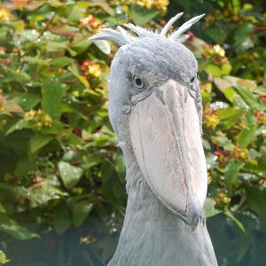 Shoebill 050625