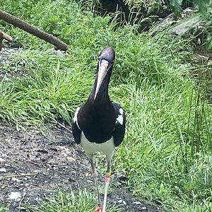 Abdim’s stork 050625