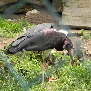 Abdim's stork 050625