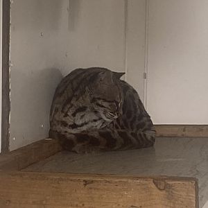 Yucatan margay 050625