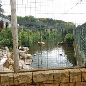 Mixed lake aviary from other side 050625