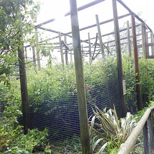Red-cheeked gibbon enclosure 050625