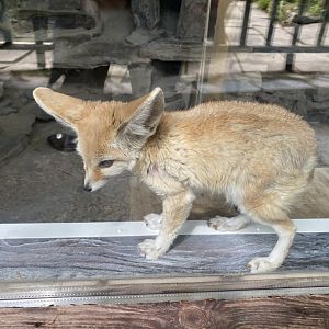 Fennec fox 050625