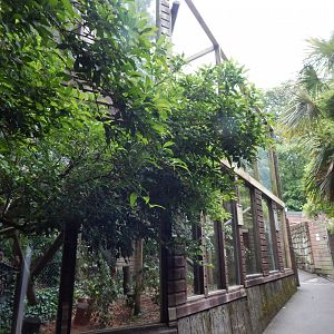 Black howler enclosure 050625