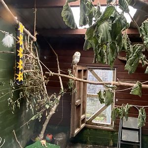 Common barn owl aviary 050625