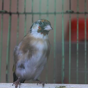 Niedieck's goldfinch (Carduelis carduelis cf. niediecki)