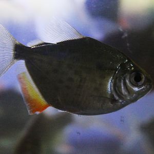 Lippincott's silver dollar (Metynnis lippincottianus)