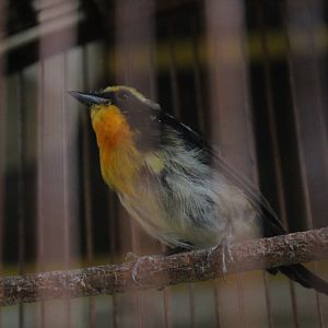 Narcissus flycatcher (Ficedula narcissina)