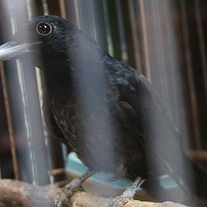 Javan oriole (Oriolus cruentus)