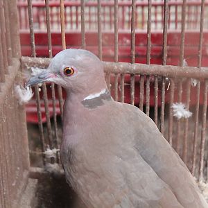 Sunda collared dove (Streptopelia bitorquata)