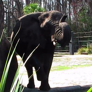 Jacksonville Zoo 2011 - YouTube