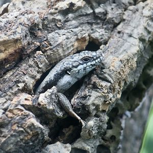 The Gecko Gallery - Tree-Crevice Skink (Egernia striolata)