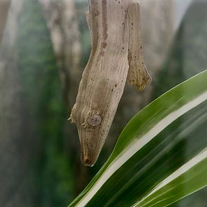 The Gecko Gallery - Lined Flat-Tail Gecko (Uroplatus lineatus)