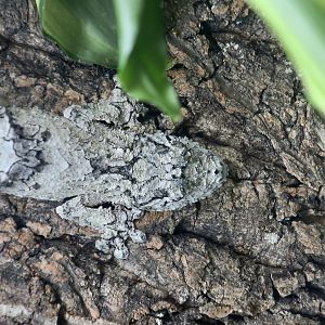 The Gecko Gallery - Mossy Leaf-Tailed Gecko (Uroplatus sikorae)