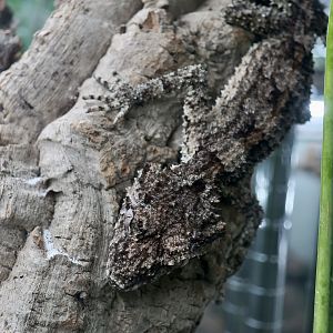 The Gecko Gallery - Rough-Throated Leaf-Tailed Gecko (Saltuarius salebrosus)