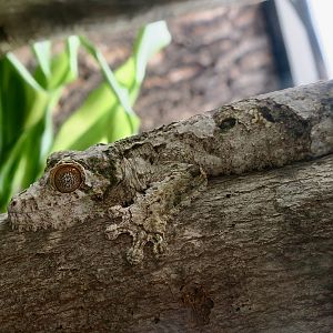 The Gecko Gallery - Super Mossy Leaf-Tailed Gecko (Uroplatus sameiti)