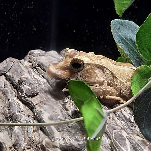 Solomon Islands Leaf Frog  - Greenville Zoo