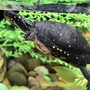 Spotted Turtle  - Greenville Zoo