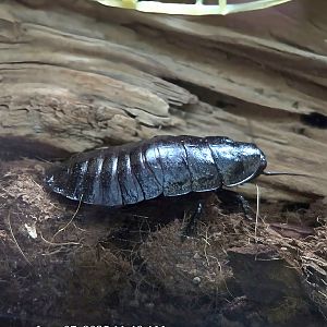 Madagascar Hissing Cockroach  - Greenville Zoo