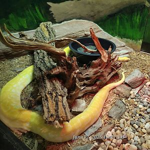 Burmese Python  - Greenville Zoo