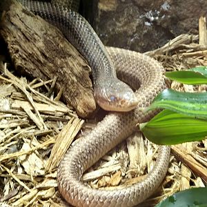 Eastern Rat Snake  - Greenville Zoo