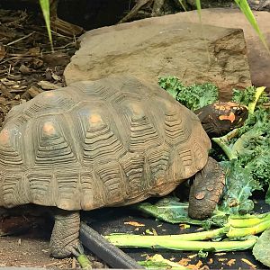 Red-Footed Tortoise  - Greenville Zoo