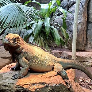 Rhinoceros Iguana  - Greenville Zoo