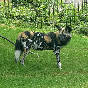African Painted Dog  - Greenville Zoo