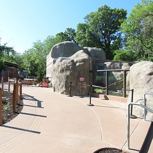 Caracal Exhibit - Kopje Renovation
