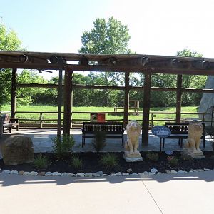 Lion Outdoor Viewing Area