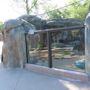 Fennec Fox Exhibit - Kopje Renovation