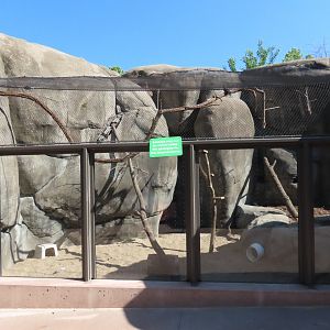 Rock Hyrax and Bird Exhibit - Kopje Renovation
